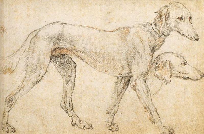 ZUCCARO Federico Studies of a Greyhound oil painting picture